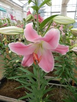 [4219 Queenfish EVR No02.JPG]